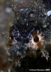 Portrait study of a Pygmy Pipehorse. Taken with D200 and ... by David Henshaw 